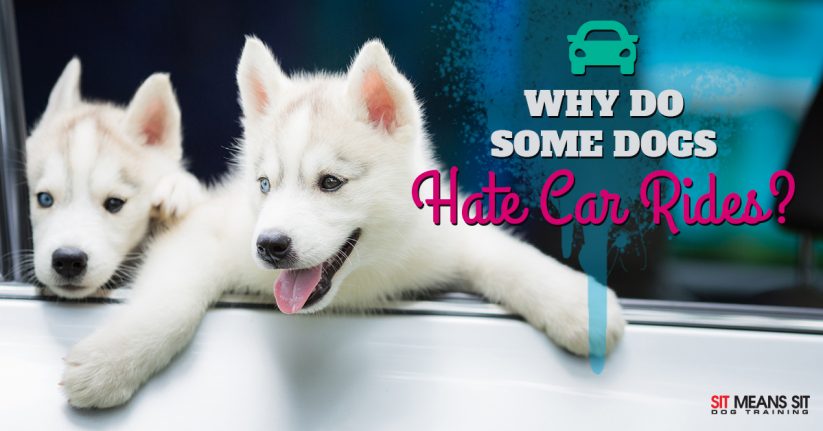 Why Does My Dog Hate the Car?