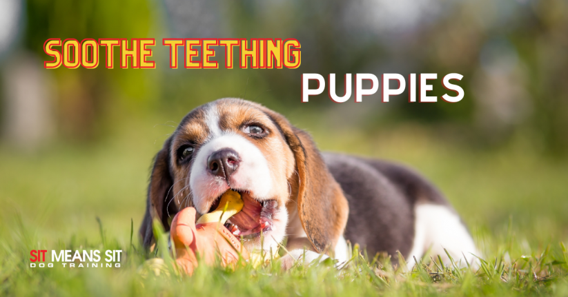 Tips To Soothe Puppy Teething Pain