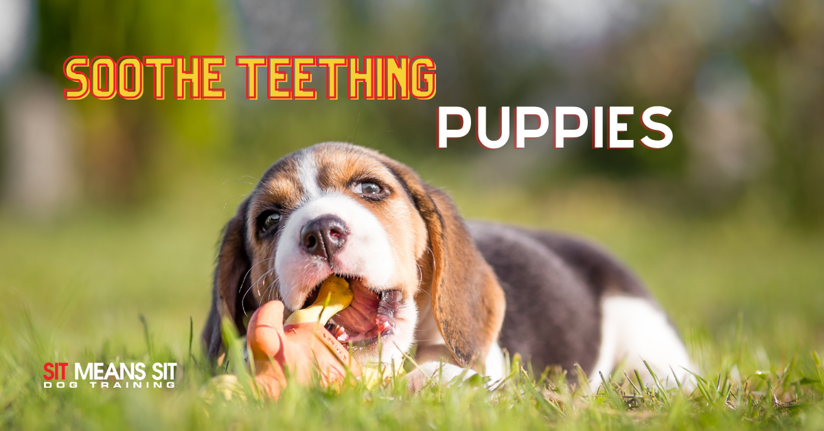 tips to soothe puppy teething pain