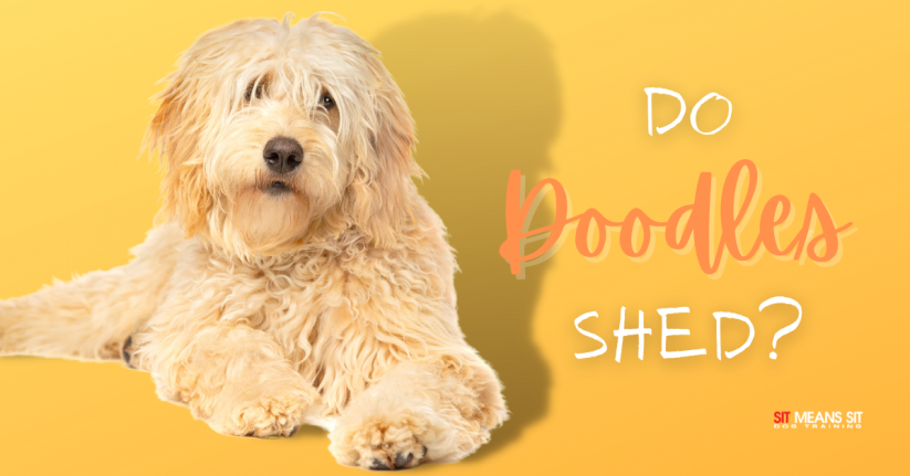 Do Doodle Dog Breeds Shed?