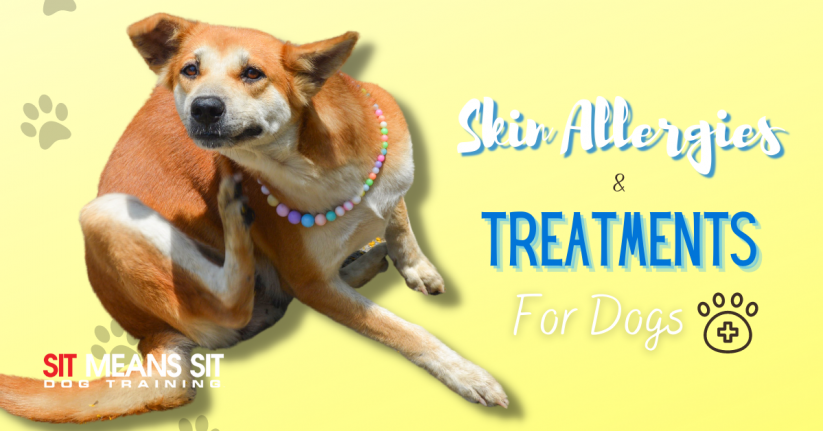 Common Dog Skin Allergies & Treatments