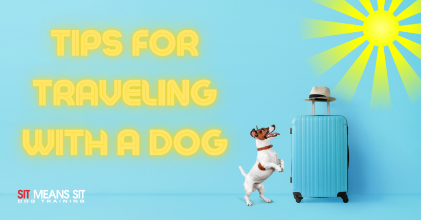Tips for Traveling Cross-Country with Your Canine