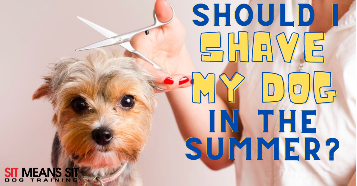 does shaving your dog help shedding