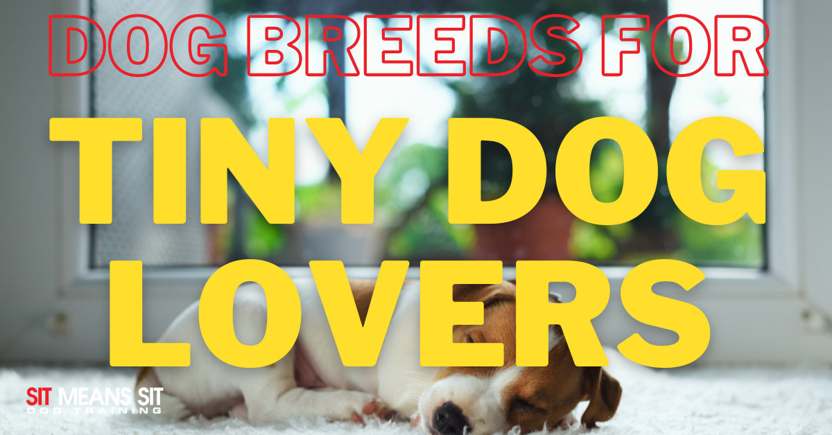 A dog sleeping with the text "dog breeds for tiny dogs lovers"