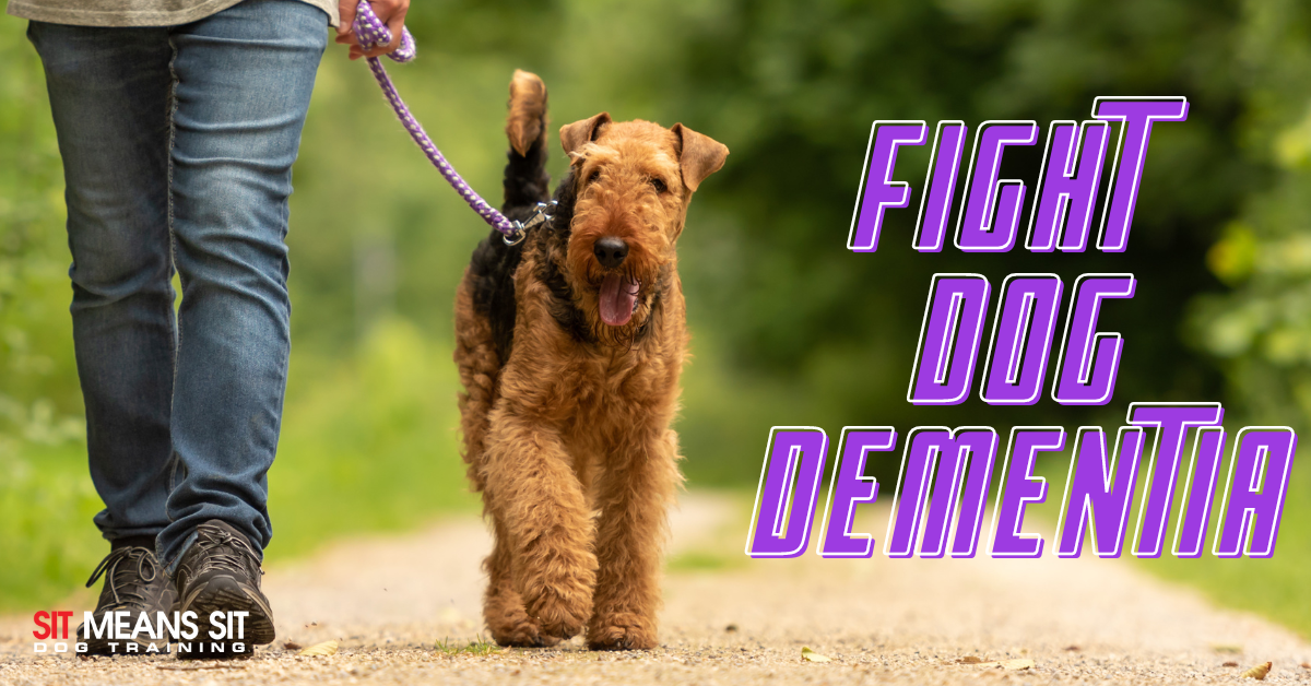 A dog talking a walk with the text "fight dog dementia" in purple