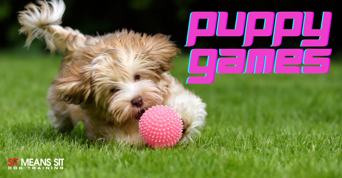 https://sitmeanssit.com/dog-training-mu/orange-county-dog-training/files/2023/04/the-best-games-to-play-with-your-puppy-1.png