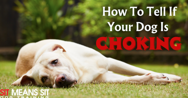 How to Tell If Your Dog Is Choking