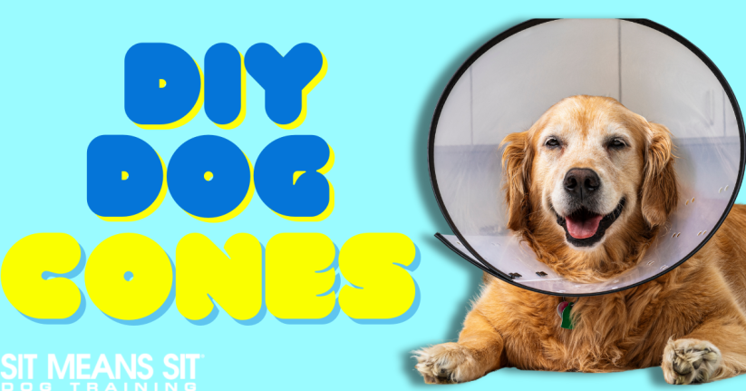 DIY Cone Alternatives for Dogs