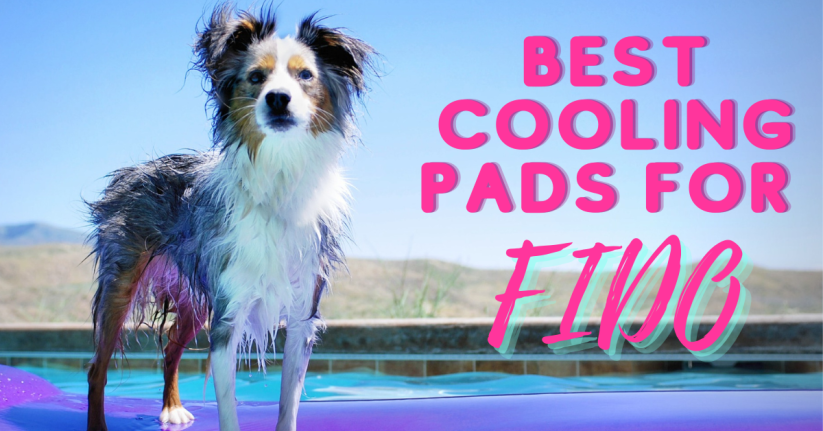 The Best Cooling Mats for Dogs in 2023