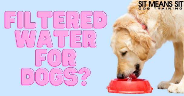 Should I Filter My Dog's Water?