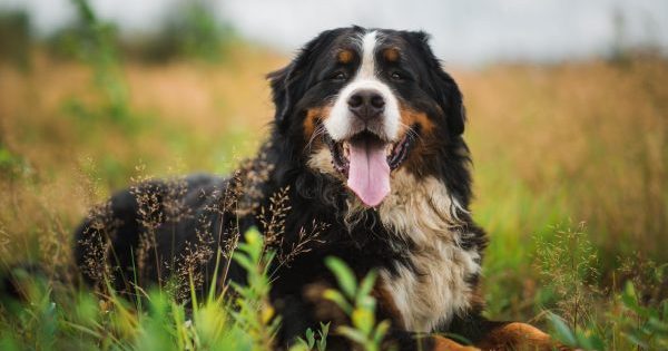 These Dog Breeds Make the Best Companions