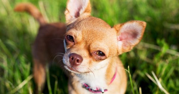 These Dog Breeds Make the Best Companions