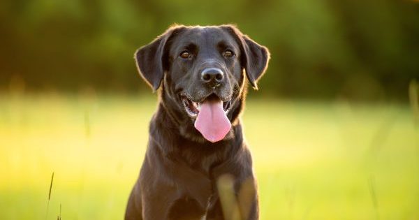 These Dog Breeds Make the Best Companions