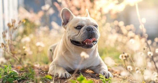 These Dog Breeds Make the Best Companions