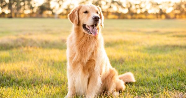 These Dog Breeds Make the Best Companions