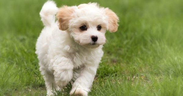 These Dog Breeds Make the Best Companions