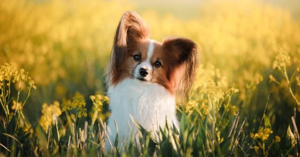 These Dog Breeds Make the Best Companions