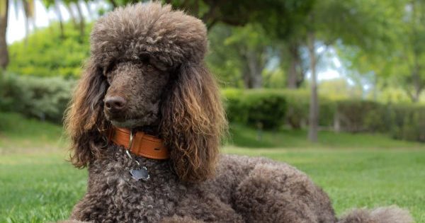 These Dog Breeds Make the Best Companions