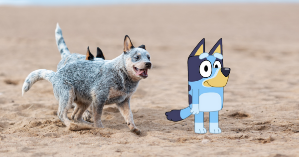 Bluey