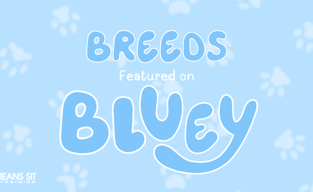 Which Dog Breeds are Showcased in the Show 'Bluey'?