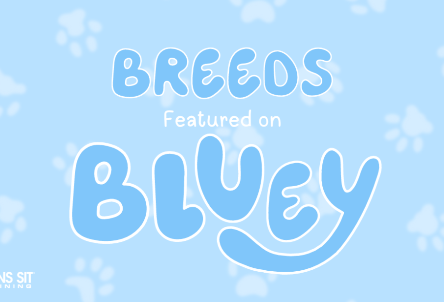 Which Dog Breeds are Showcased in the Show 'Bluey'?