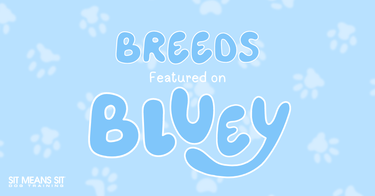 Which Dog Breeds are Showcased in the Show 'Bluey'?