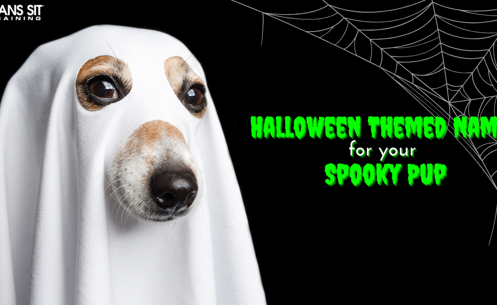 Halloween-Themed Dog Names for Your Spooky Pup