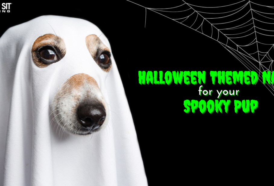 Halloween-Themed Dog Names for Your Spooky Pup