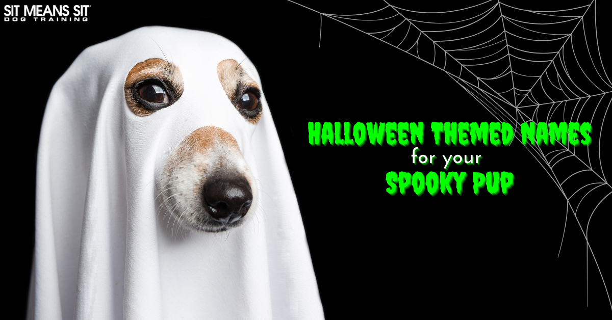 Halloween-Themed Dog Names for Your Spooky Pup