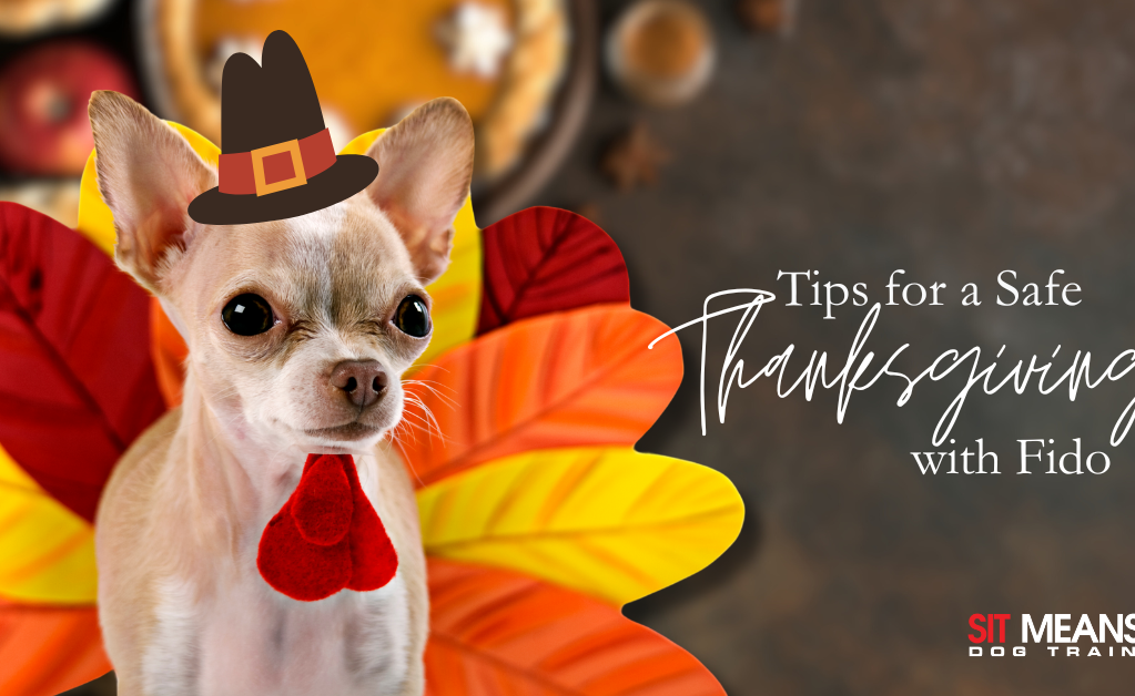 Follow These Tips to Have a Safe Thanksgiving with Fido