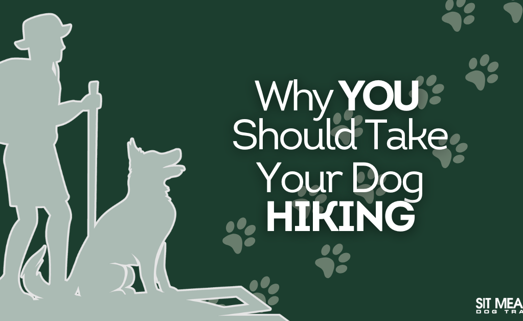 Why You Should Take Your Dog Hiking