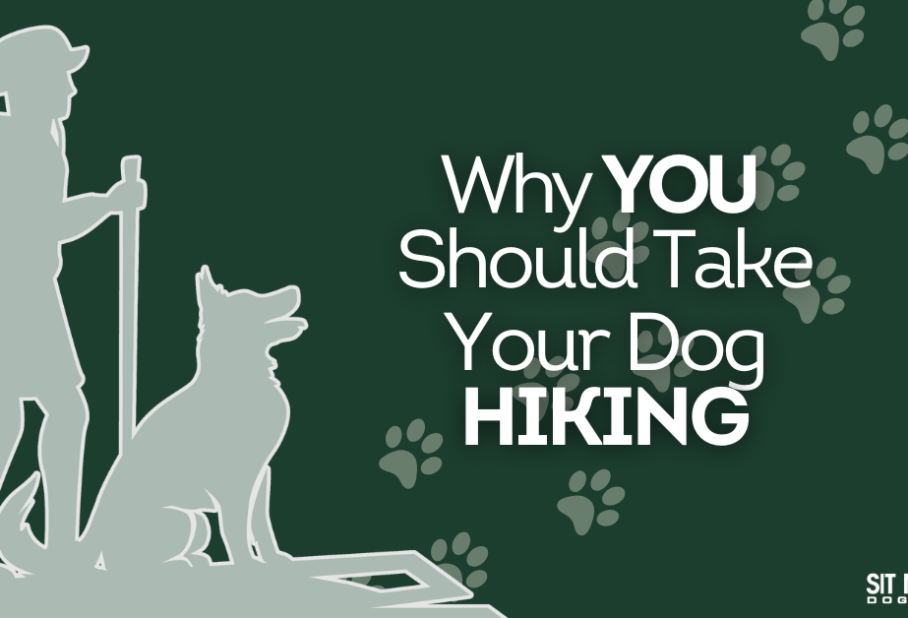 Why You Should Take Your Dog Hiking
