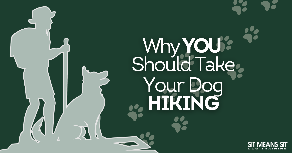 Why You Should Take Your Dog Hiking