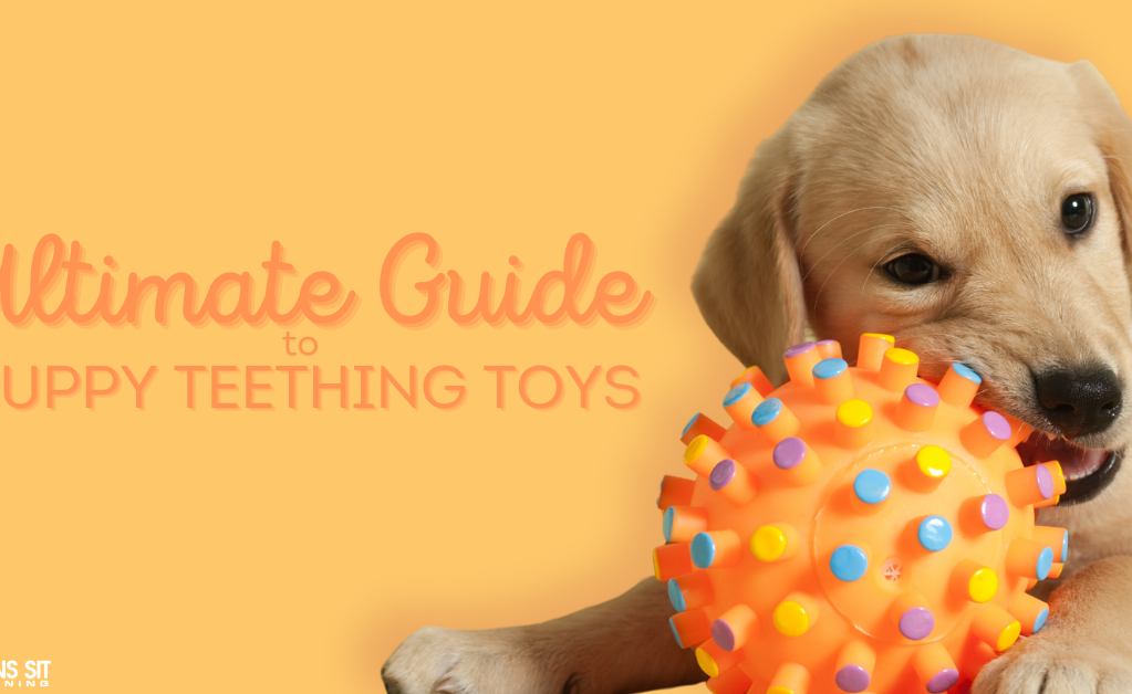 Ultimate Guide to Teething Toys for Puppies