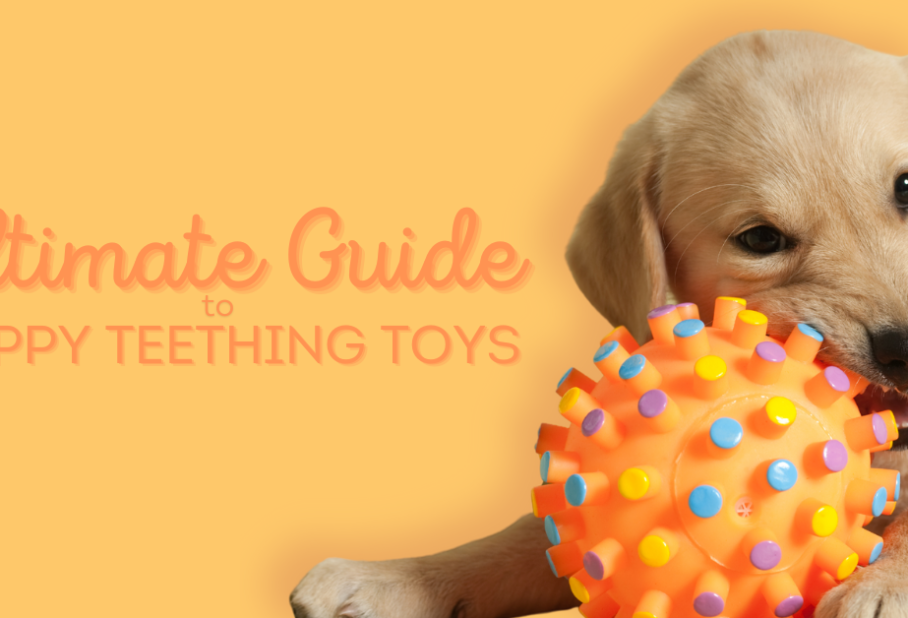 Ultimate Guide to Teething Toys for Puppies