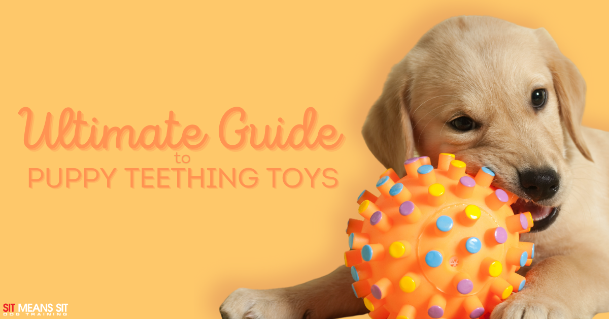 Ultimate Guide to Teething Toys for Puppies
