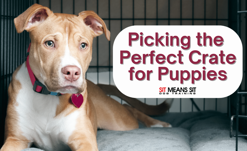 Picking Out the Perfect Puppy Crate