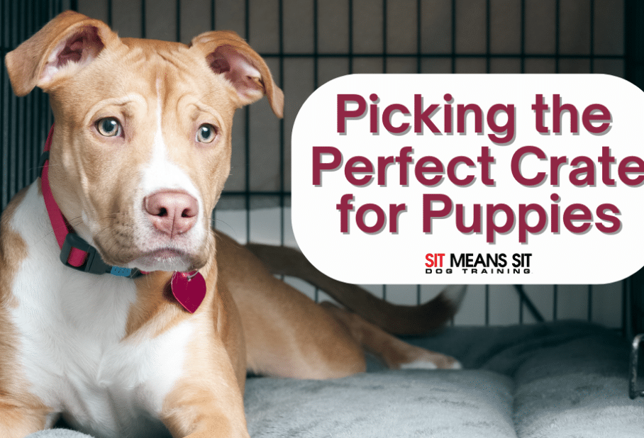 Picking Out the Perfect Puppy Crate