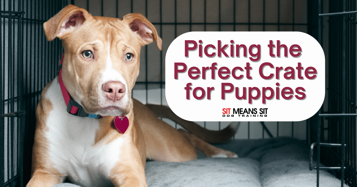 Picking Out the Perfect Puppy Crate