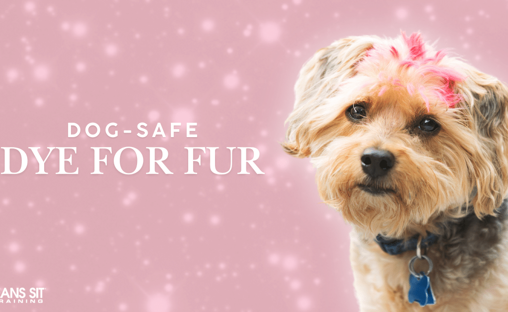 Everything You Need to Know About Dog Hair Dye