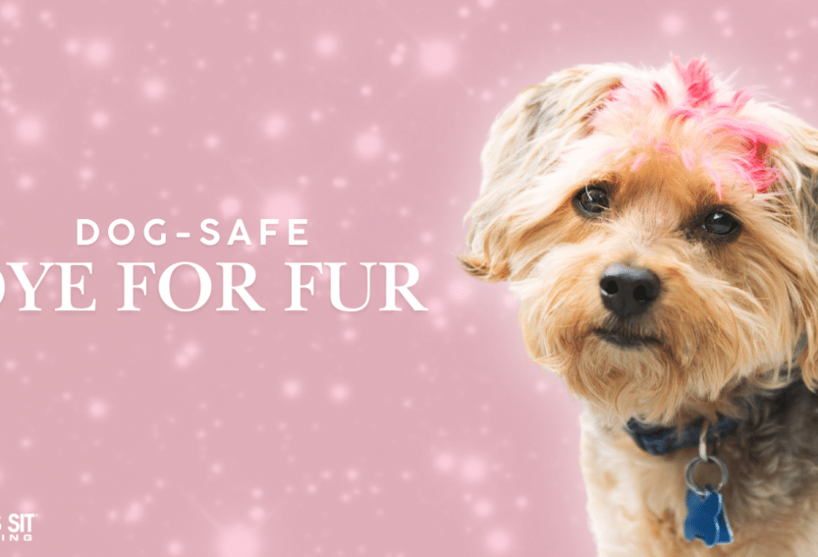 Everything You Need to Know About Dog Hair Dye
