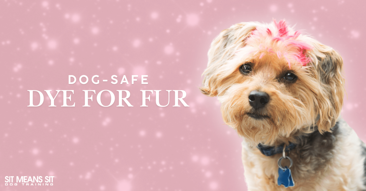 Everything You Need to Know About Dog Hair Dye