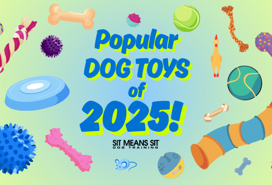 The Most Popular Dog Toys of the Year