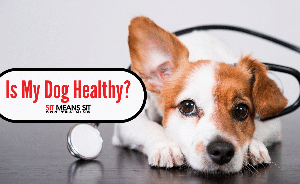 Is Your Dog Healthy? Here’s How You Can Tell