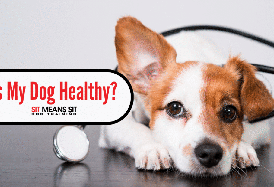 Is Your Dog Healthy? Here’s How You Can Tell