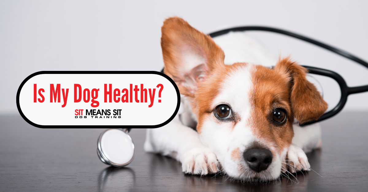 Is Your Dog Healthy? Here’s How You Can Tell