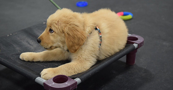 Puppy Management