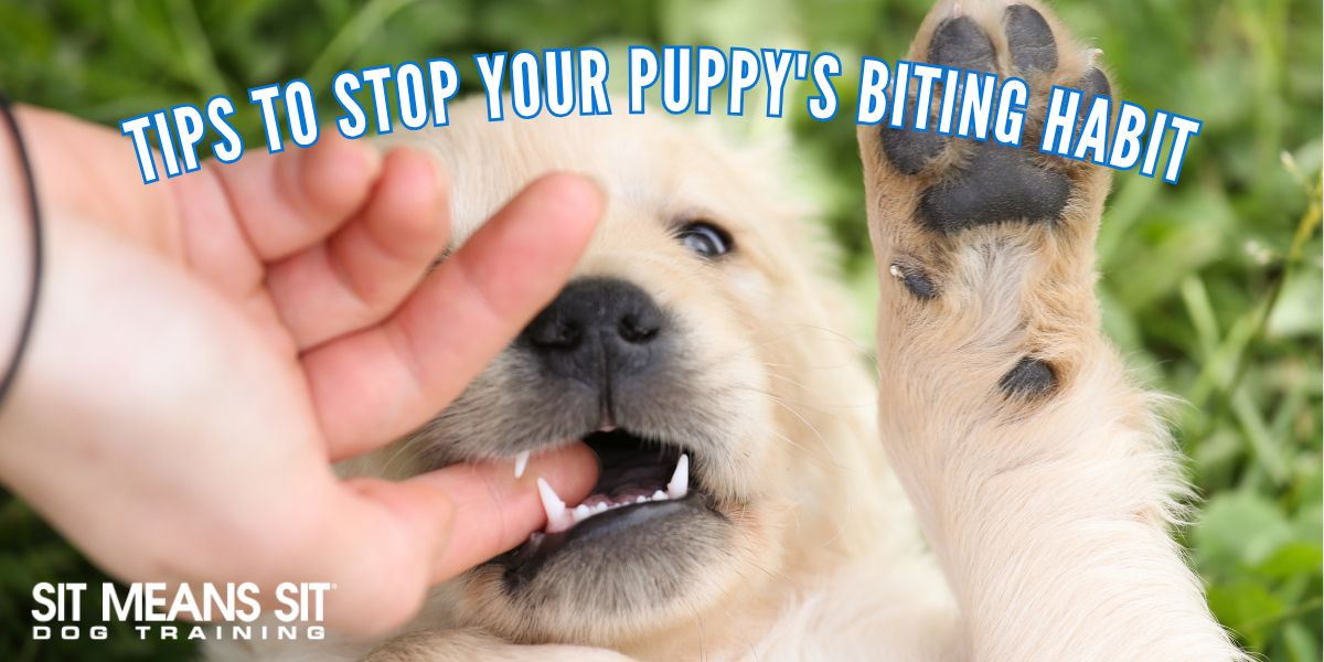 Tips to Stop Your Puppy's Biting Habit