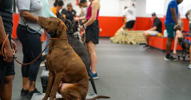 Group Classes with dogs