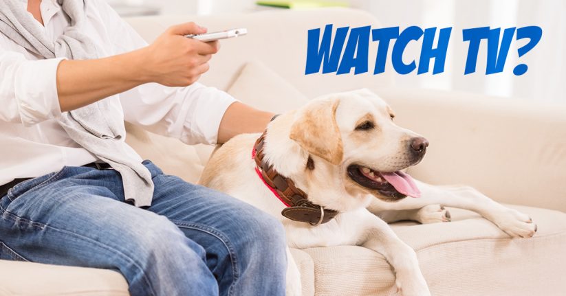 Can Dogs Watch TV?